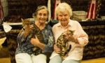 Bengal cat: leopard u minijaturi